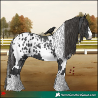 Horse Color:White Spotted Black Appaloosa 