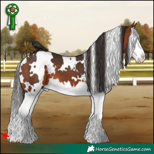Horse Color:White Spotted Bay Splash 