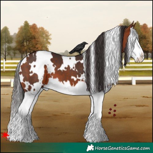 Horse Color:White Spotted Bay Splash 