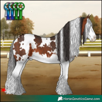 Horse Color:White Spotted Bay Splash 
