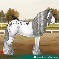 Horse Color:White Spotted Black Splash Frame Appaloosa 