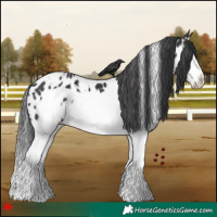 Horse Color:White Spotted Black Splash Frame Appaloosa 