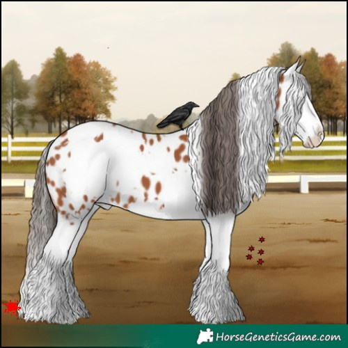 Horse Color:White Spotted Bay Splash Appaloosa 