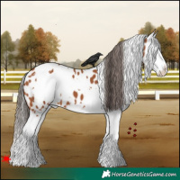 Horse Color:White Spotted Bay Splash Appaloosa 