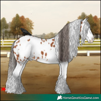 Horse Color:White Spotted Bay Splash Near Leopard 