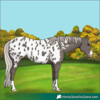Horse Color:Silver Black Near Leopard 