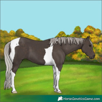 Horse Color:Silver Black Tobiano 