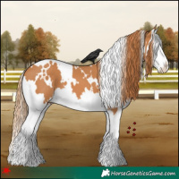 Horse Color:White Spotted Chestnut Splash