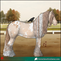 Horse Color:White Spotted Red Dun Appaloosa