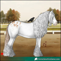 Horse Color:White Spotted Red Dun Appaloosa 