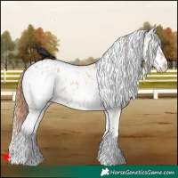 Horse Color:White Spotted Bay Dun Near Leopard 