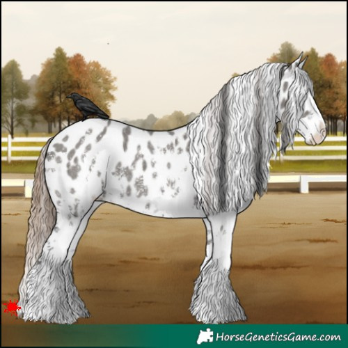 Horse Color:Grullo Sabino Near Leopard 