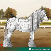 Horse Color:Grullo Sabino Appaloosa