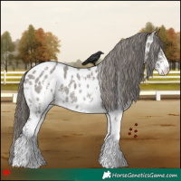 Horse Color:Grullo Sabino Appaloosa