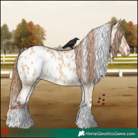 Horse Color:White Spotted Red Dun Appaloosa 