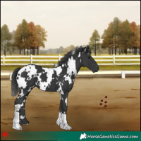 Horse Color:White Spotted Black