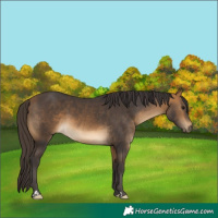 Horse Color:Buckskin 
