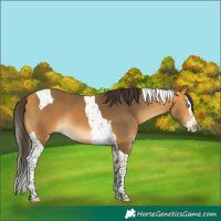 Horse Color:Buckskin Splash Tobiano 