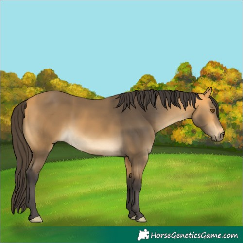 Horse Color:Buckskin 