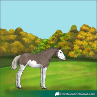 Horse Color:Silver Black Splash 