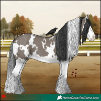Horse Color:White Spotted Grullo Splash 