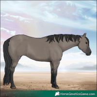 Horse Color:Grullo Rabicano 