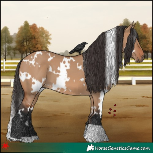 Horse Color:White Spotted Bay Dun