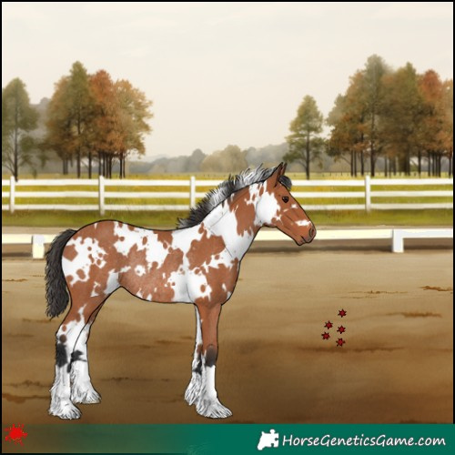Horse Color:White Spotted Bay Rabicano 