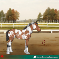 Horse Color:White Spotted Bay Rabicano 