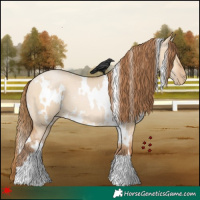 Horse Color:White Spotted Bay Pearl Dun 