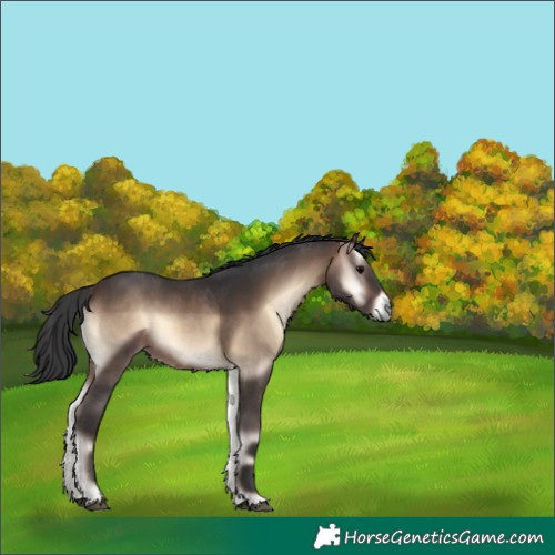 Horse Color:Brown Onyx Sabino 