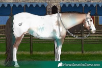 Horse Color:White Spotted Sable Champagne Onyx Appaloosa 