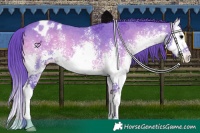 Horse Color:Watercolor White Spotted Blue Onyx Sabino Splash Appaloosa 