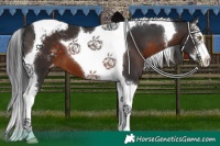 Horse Color:White Spotted Brown Splash Tobiano Snowcap 