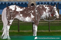 Horse Color:White Spotted Chocolate Palomino Splash Snowflake Varnish 