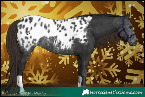 Horse Color:Gray Liver Chestnut Appaloosa
