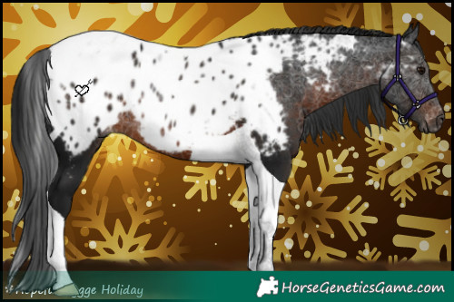 Horse Color:Gray Brown Tobiano Near Leopard