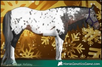 Horse Color:Gray Brown Tobiano Near Leopard 