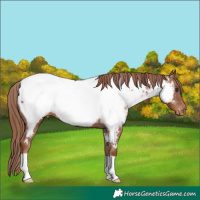 Horse Color:Chestnut Appaloosa 