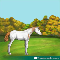 Horse Color:Chestnut Splash Appaloosa Rabicano