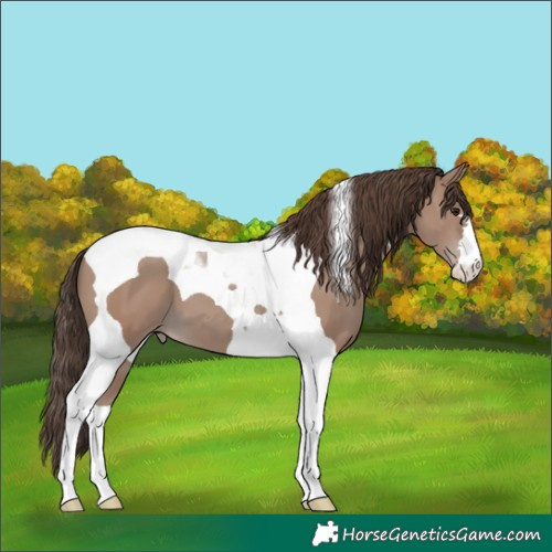Horse Color:Classic Champagne Tobiano 