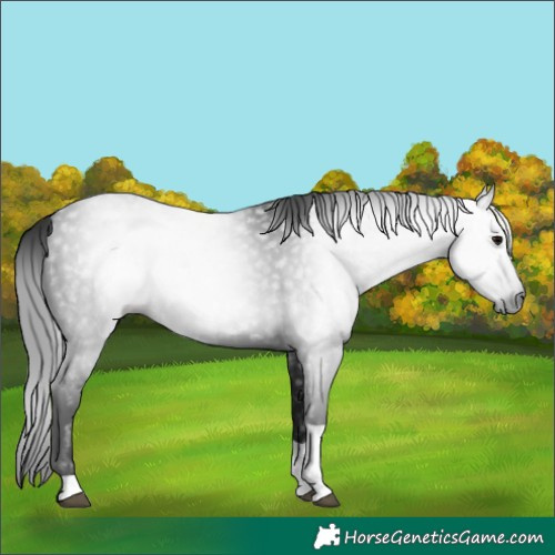 Horse Color:Gray Black Tobiano 