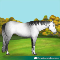 Horse Color:Gray Black Tobiano 