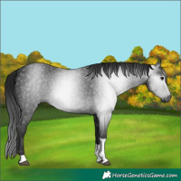 Horse Color:Gray Black Tobiano 