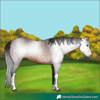 Horse Color:Gray Bay Tobiano 