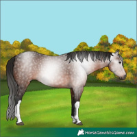 Horse Color:Gray Bay Tobiano 