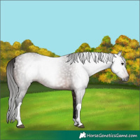 Horse Color:Gray Bay Tobiano 