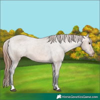 Horse Color:Bay Dun Appaloosa 