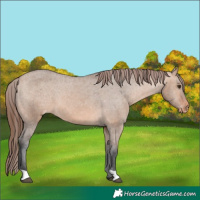Horse Color:Bay Dun Appaloosa 