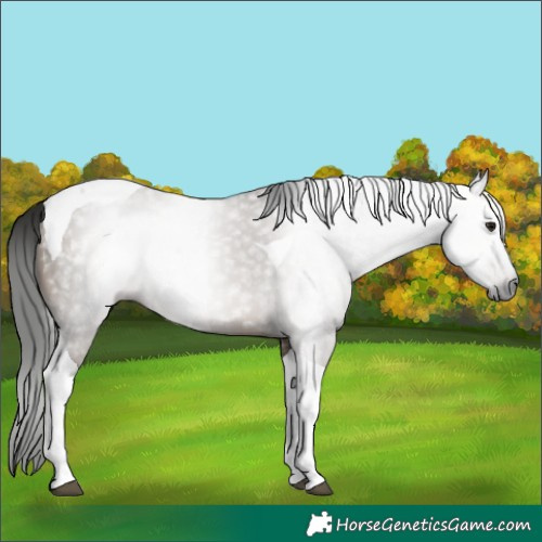 Horse Color:Gray Brown Dun Tobiano